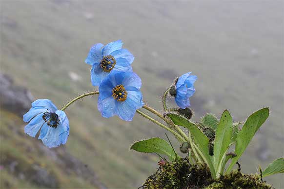 ดอกไม้ประจำชาติภูฏาน